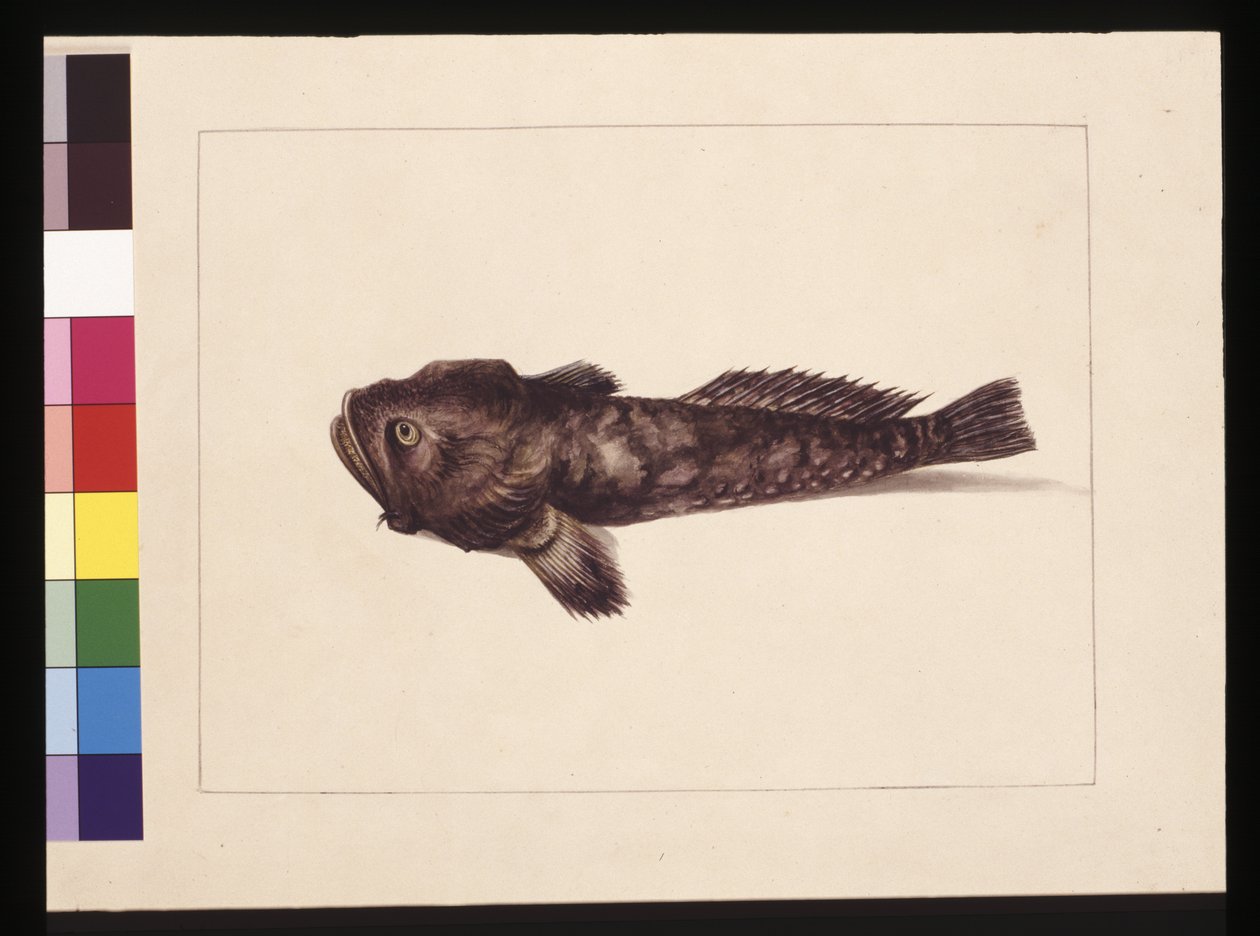 Doubtful Lophius. Now known as a Frog Fish by Sarah Stone