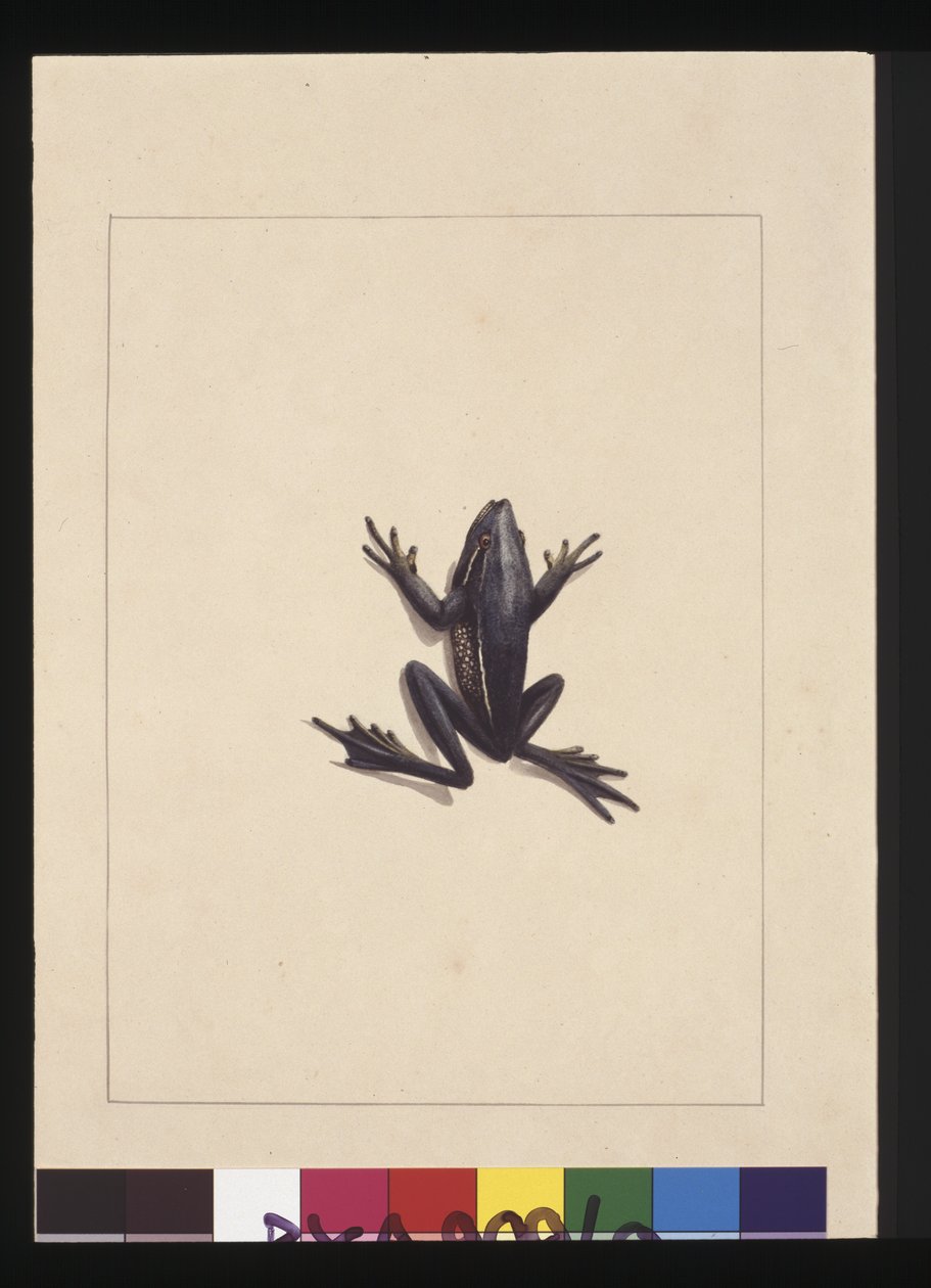 Page 9. Blue Frog. Now known as a Green Tree frog, c.1789-90 by Sarah Stone