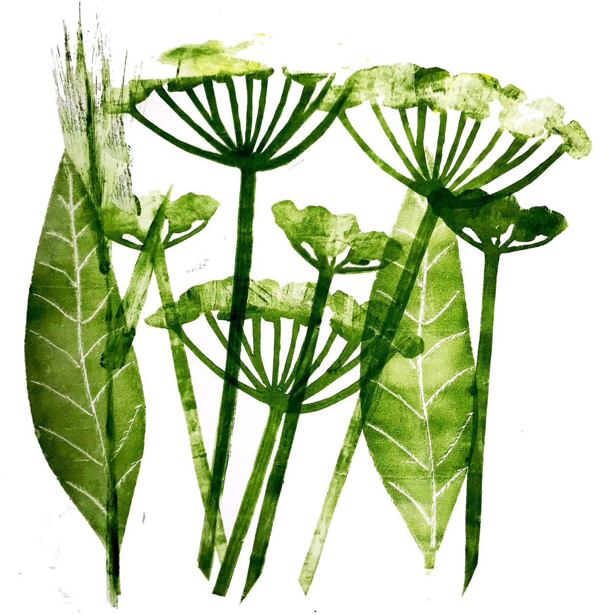 Cow Parsley in Green by Sarah Thompson Engels