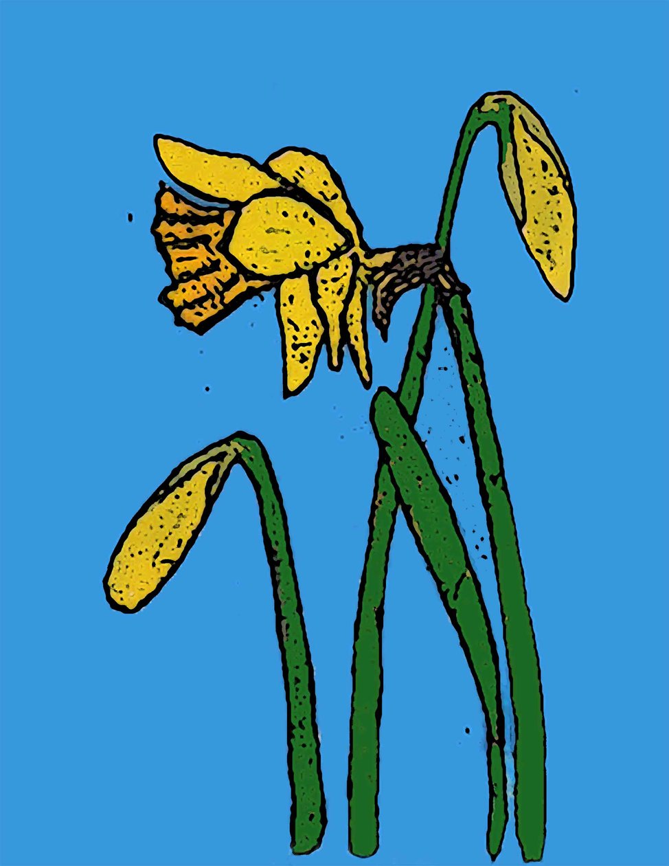 Daffodils by Sarah Thompson Engels