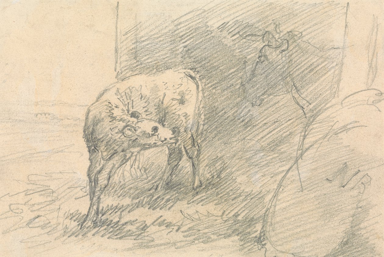Calf, with Head of a Cow by Sawrey Gilpin
