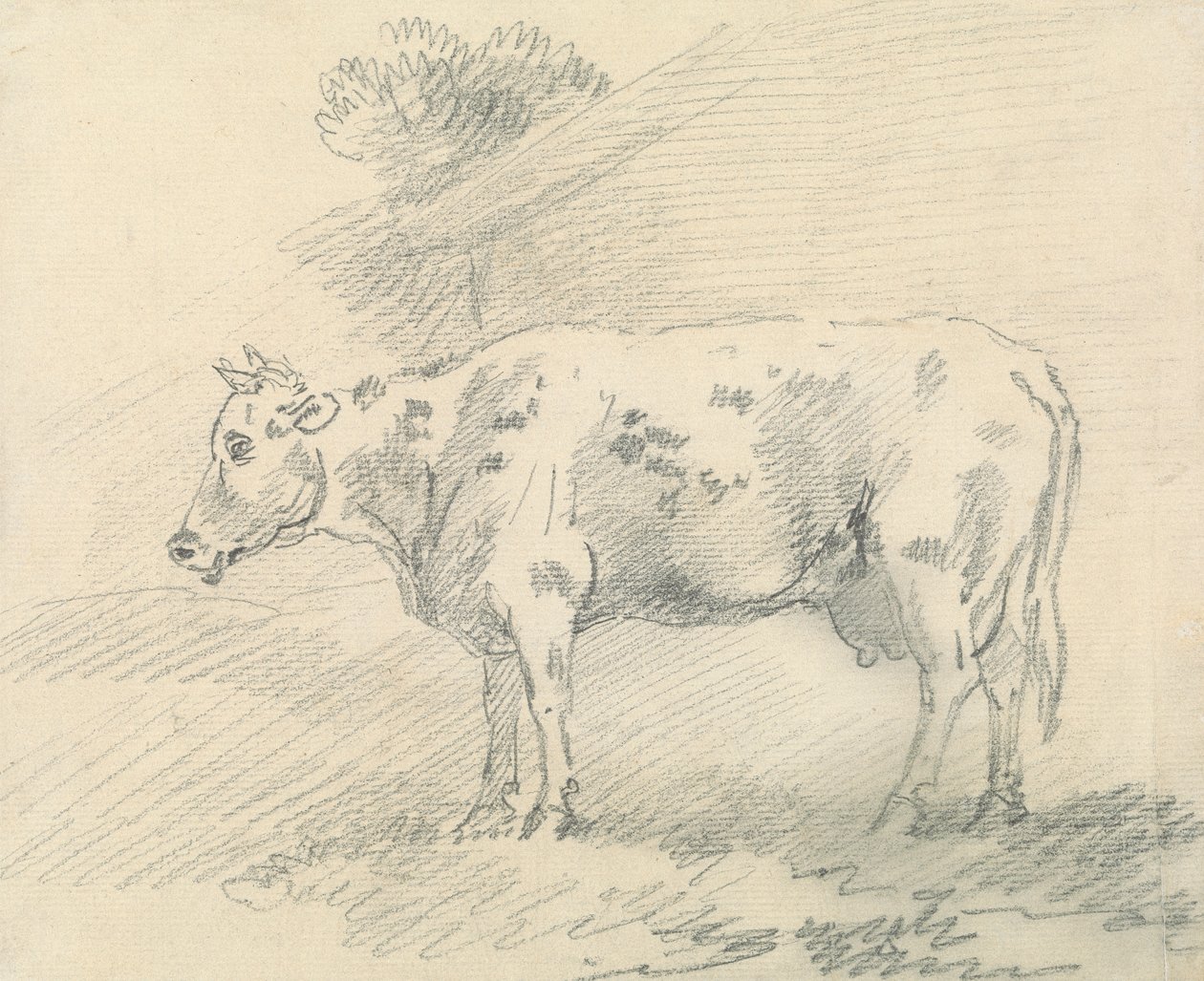Cow by Sawrey Gilpin