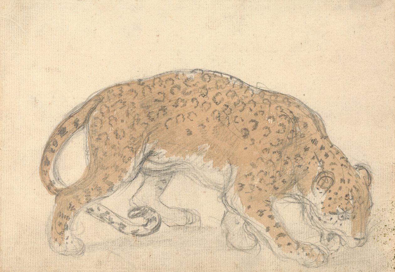 Study of a Leopard by Sawrey Gilpin