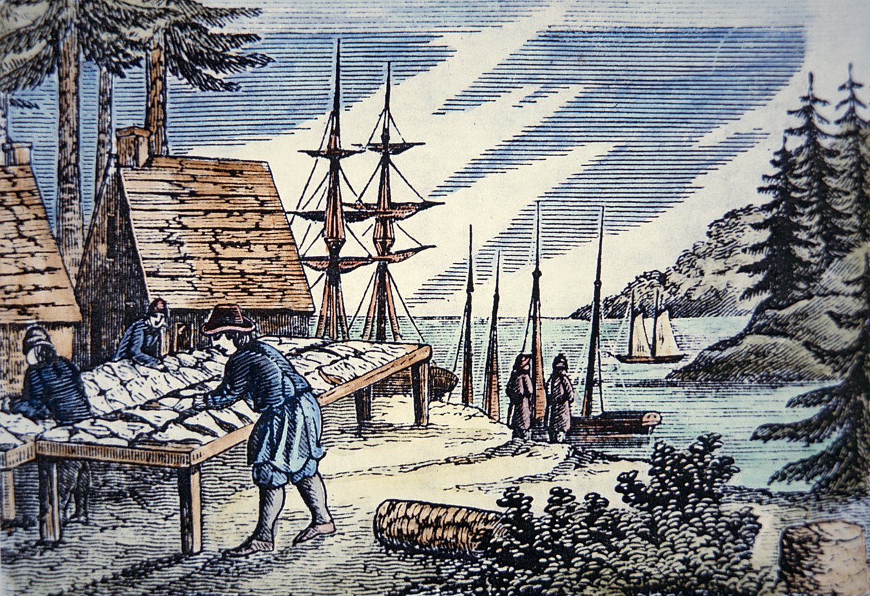 Fishermen drying cod in New England, from a 17th century woodcut by School American