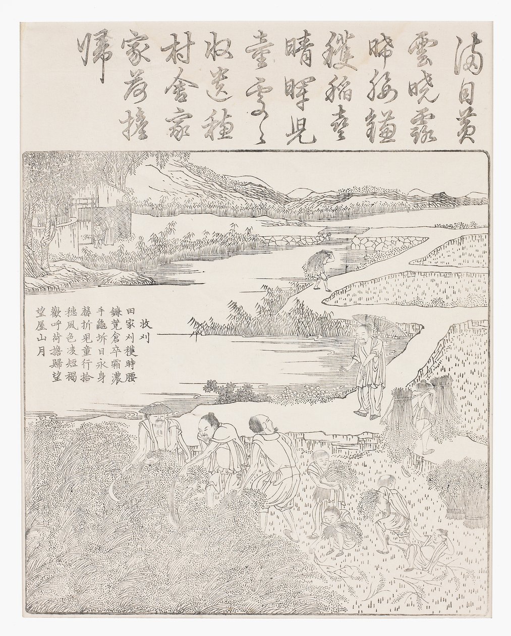 Harvesting Rice by School Chinese