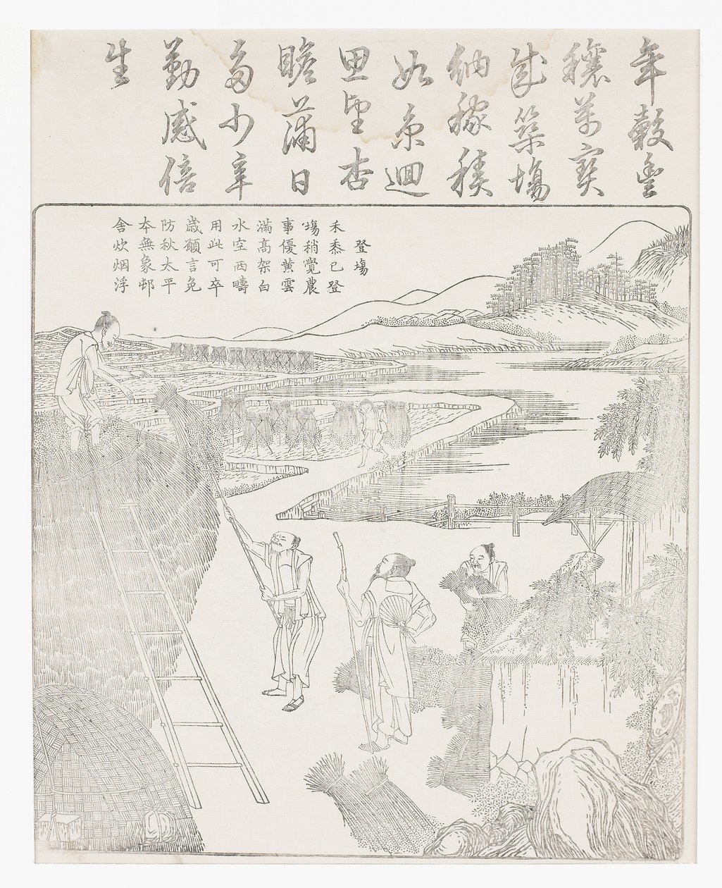 Stacking the Rice After Drying on Wooden Horses by School Chinese