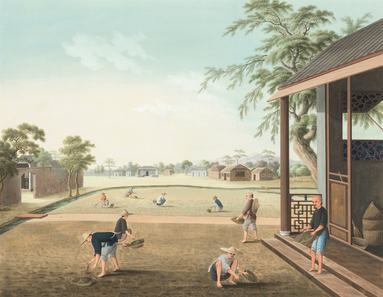 Tea production, c. 1820 by School Chinese