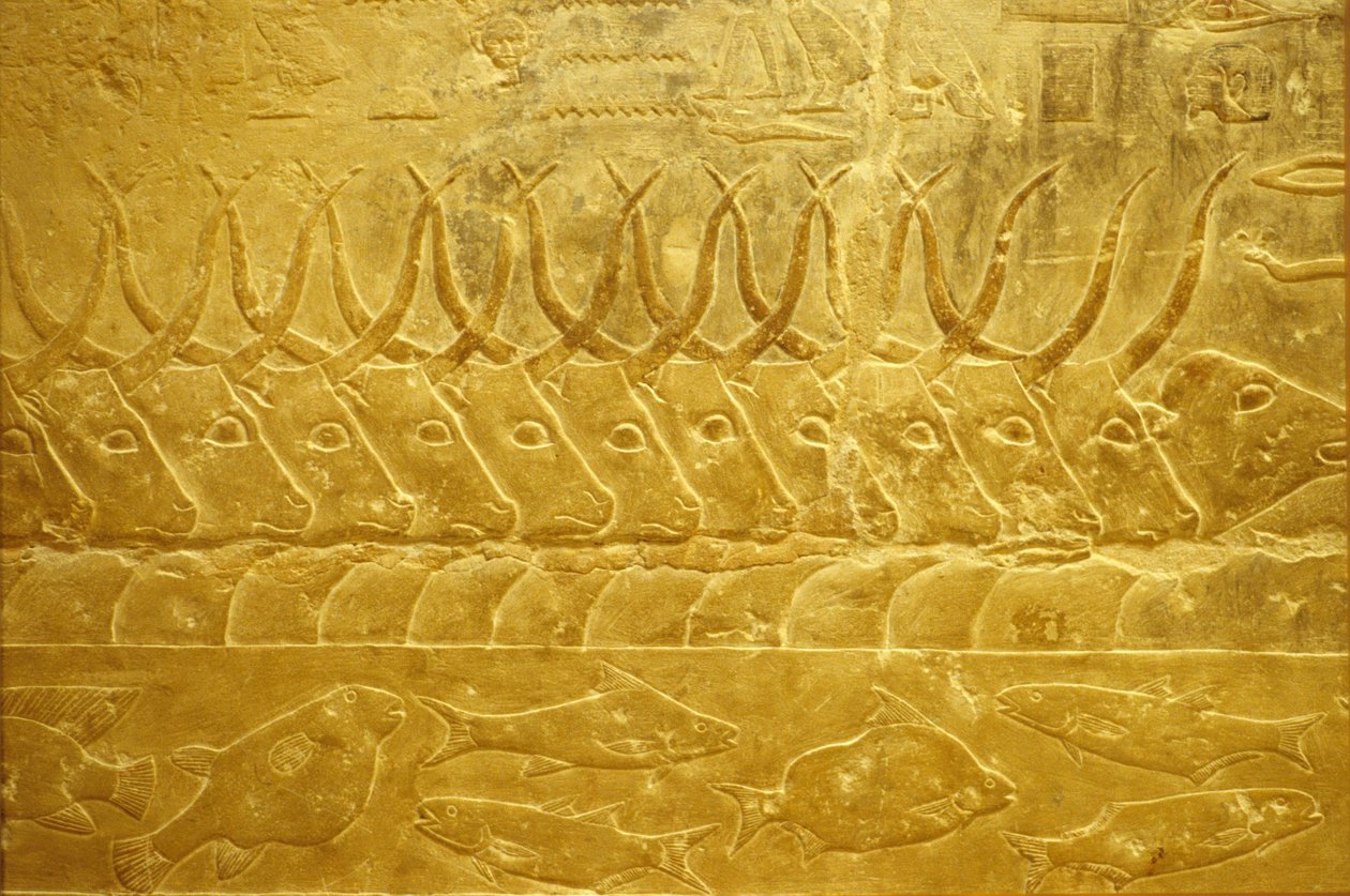 Wall carving/painting, Mastaba/Tomb of Idout, Saqqara, 2323-2150 BC, Cattle fording a river by School Egyptian