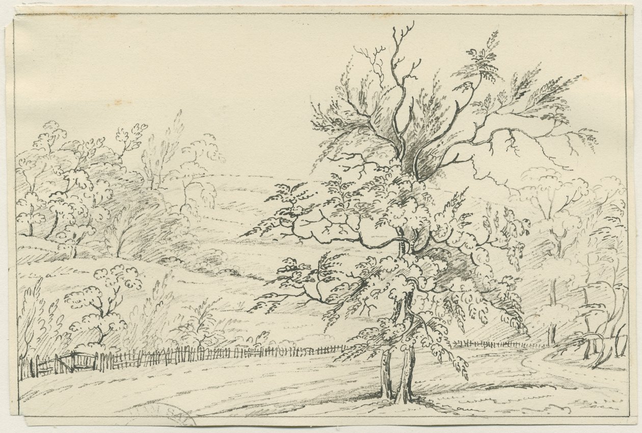 Cannock Chase by School English