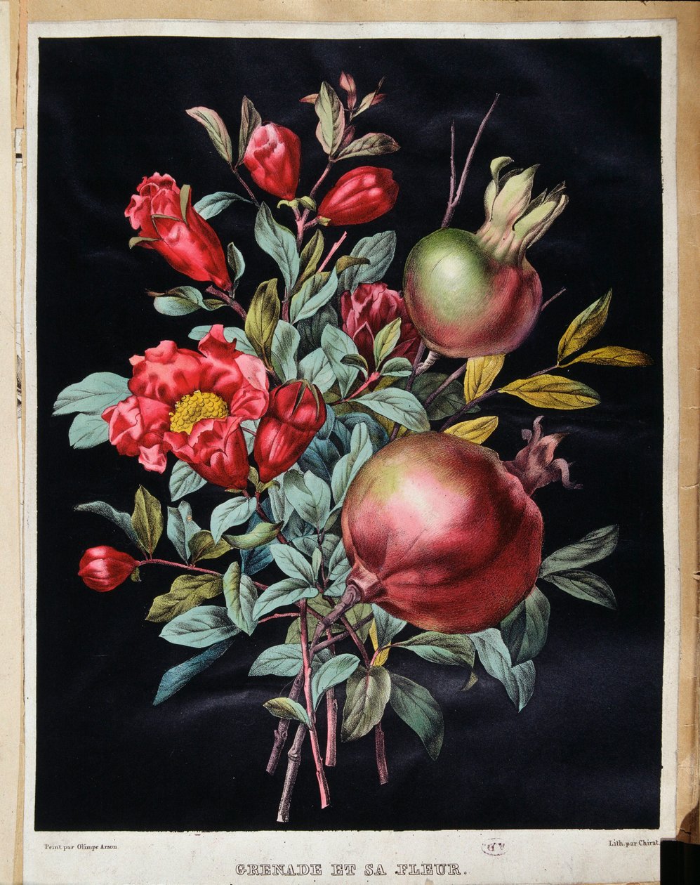 Pomegranate and its flower - botanical board by School French