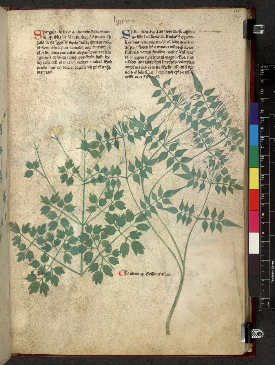 Spargula and Self, Tractatus de herbis (Herbal) by School Italian
