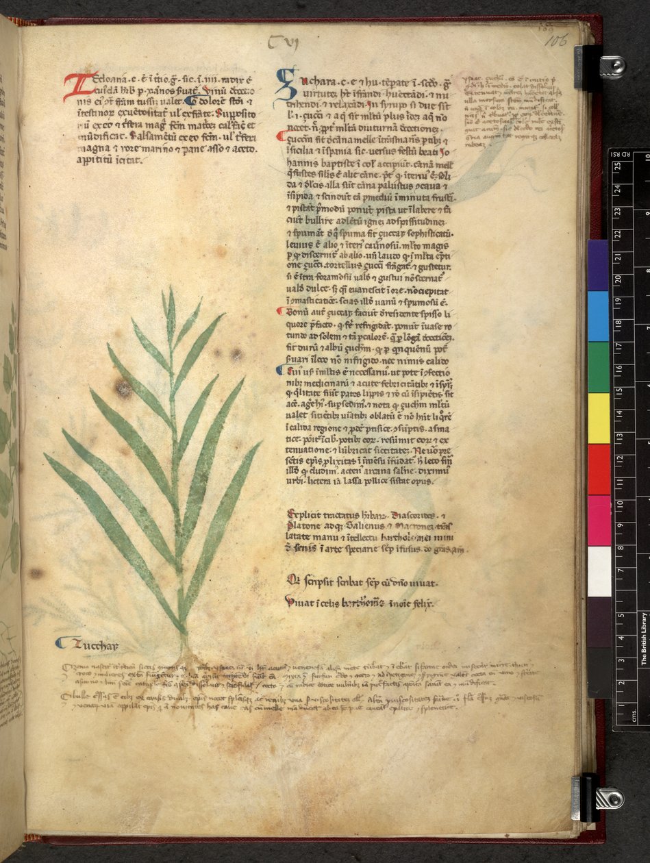 Tractatus de herbis (Herbal) c.1280-1310 by School Italian