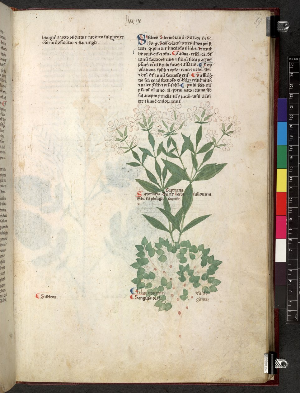 Tractatus de herbis (Herbal) by School Italian