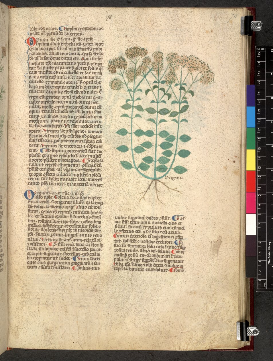 Tractatus de herbis (Herbal) by School Italian