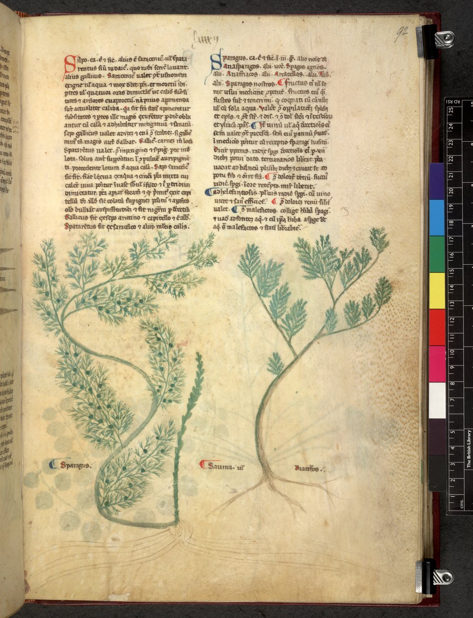 Tractatus de herbis (Herbal) by School Italian