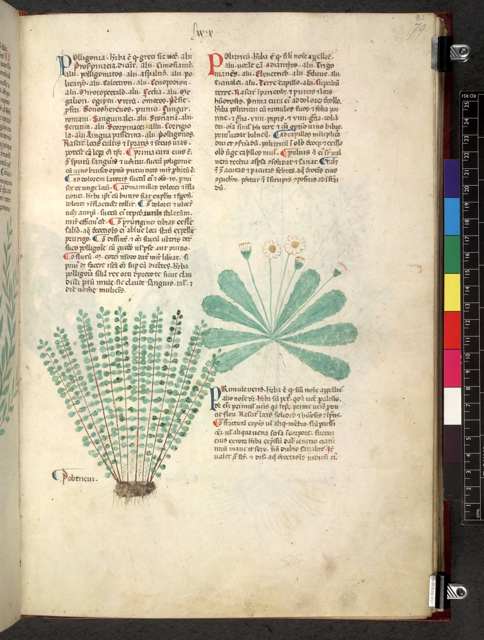 Tractatus de herbis (Herbal) by School Italian
