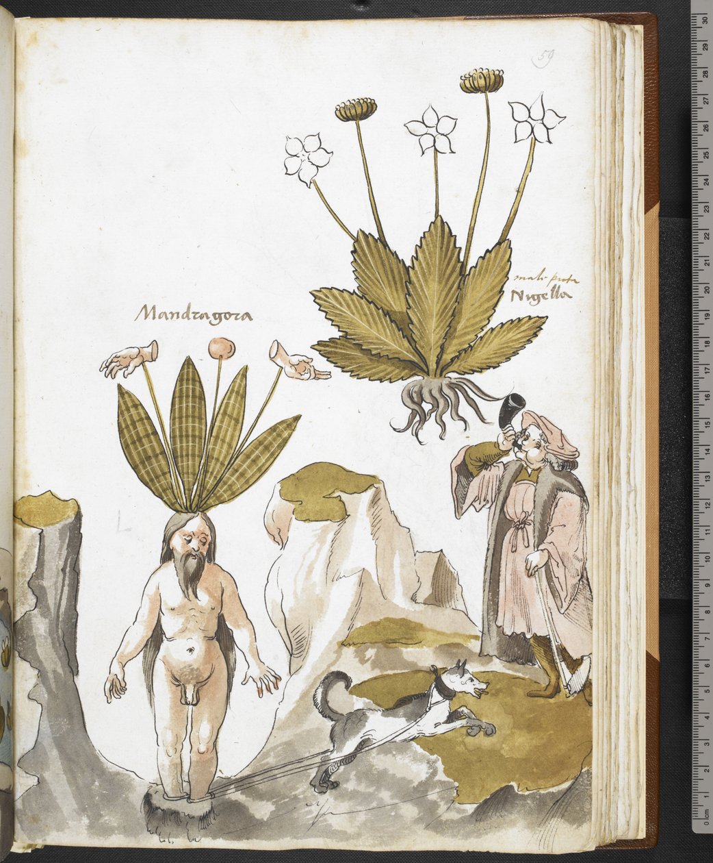 A mandrake being pulled out by a dog, from 