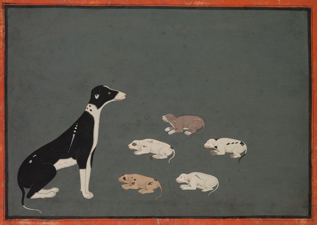 Dog with Pups, c.1780 by School Mughal