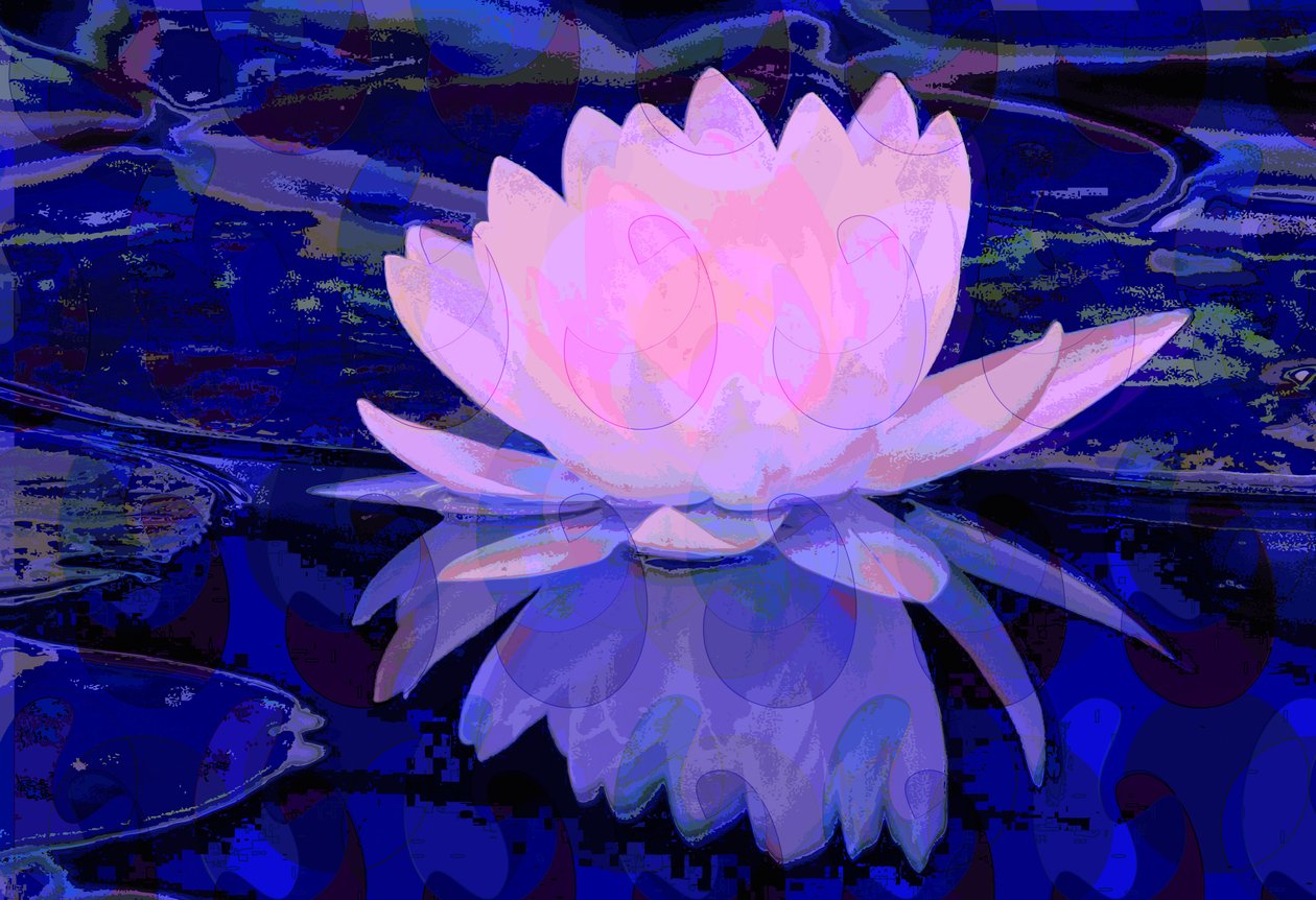 Pink Water Lily by Scott J. Davis