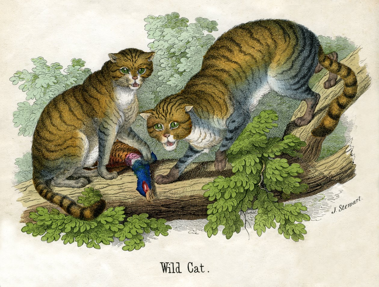 Antique Print of Two Bobcats by Scottish School