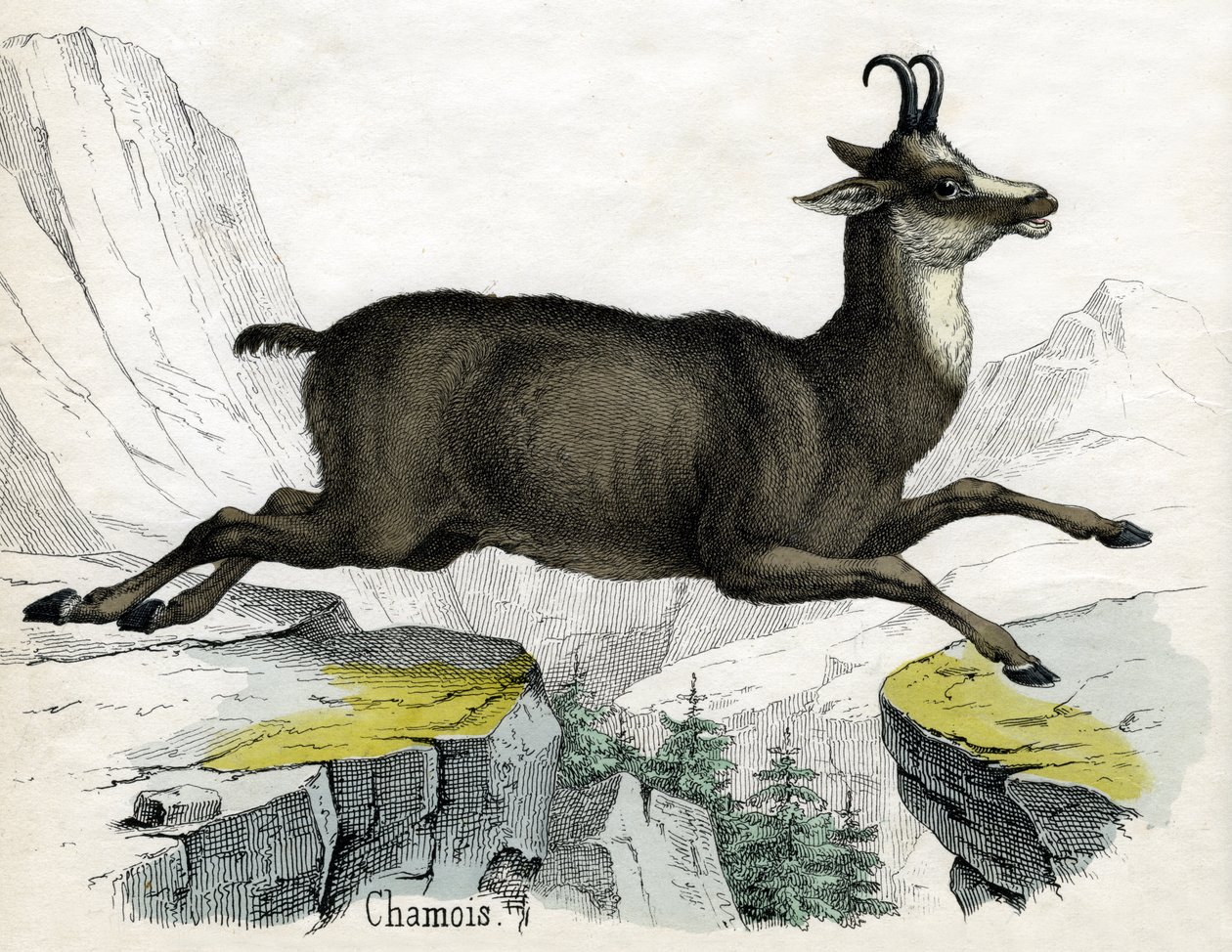 Antique Print of a Chamois by Scottish School