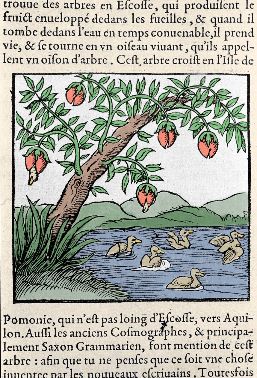 Representation of Birds Born in Trees (xylography) from Sebastien Munster