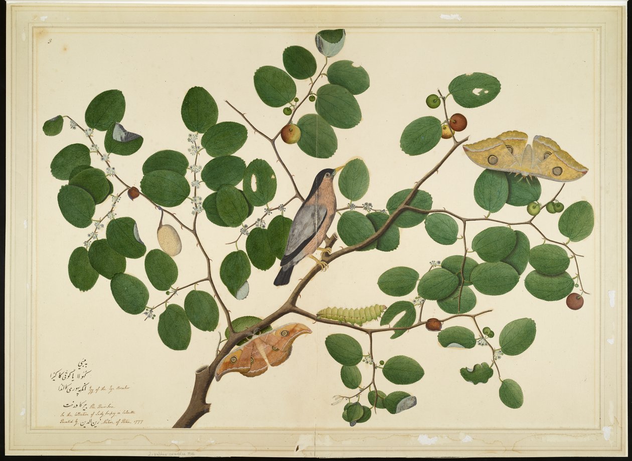 Brahminy Starling with Two Antheraea Moths, Caterpillar, and Cocoon on Indian Jujube Tree, folio from a Series Commissioned by Lady Impey, 1777 by Shaikh Zain ud Din