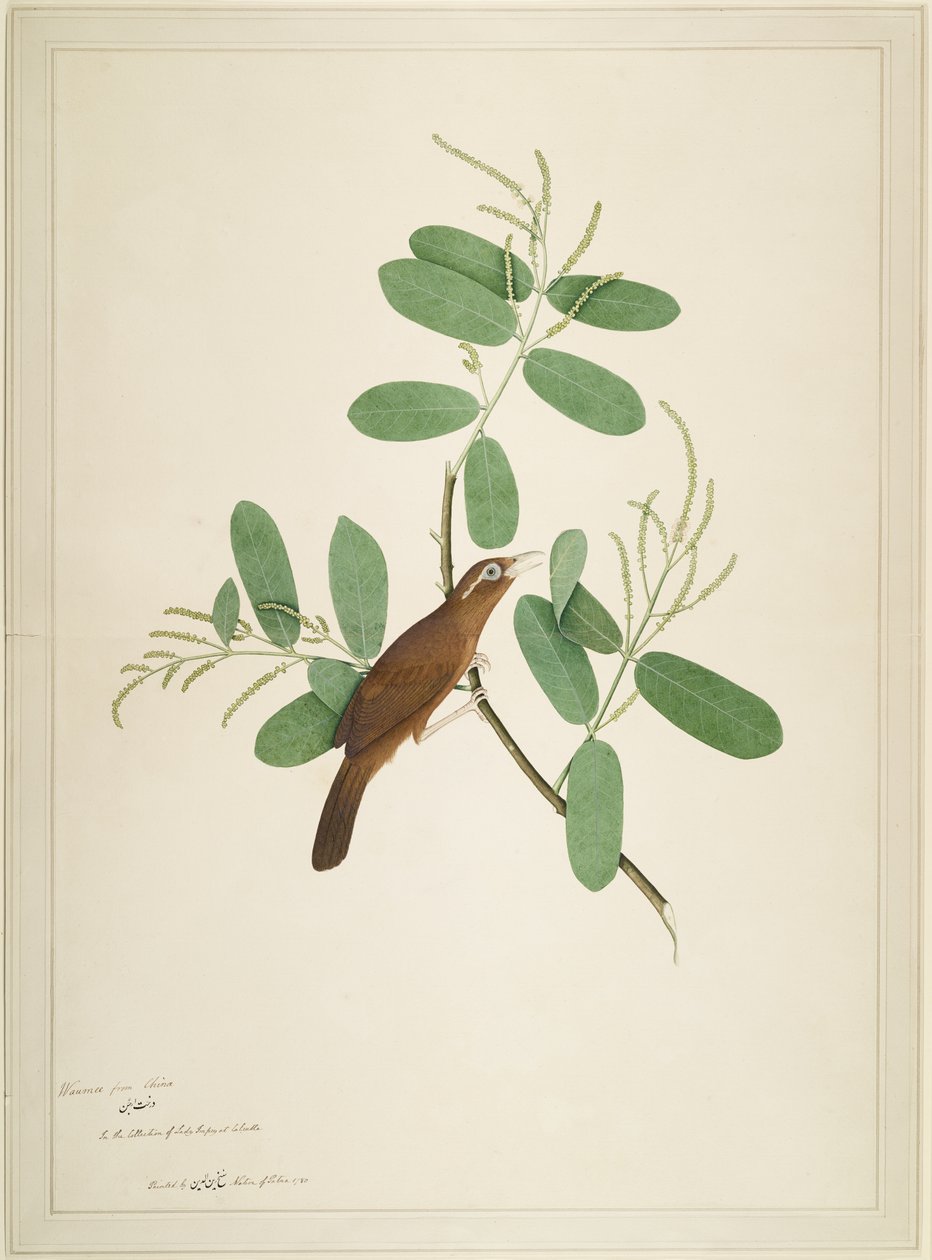Hwamei on Terminalia Branch, folio from a Series Commissioned by Lady Impey by Shaikh Zain ud Din