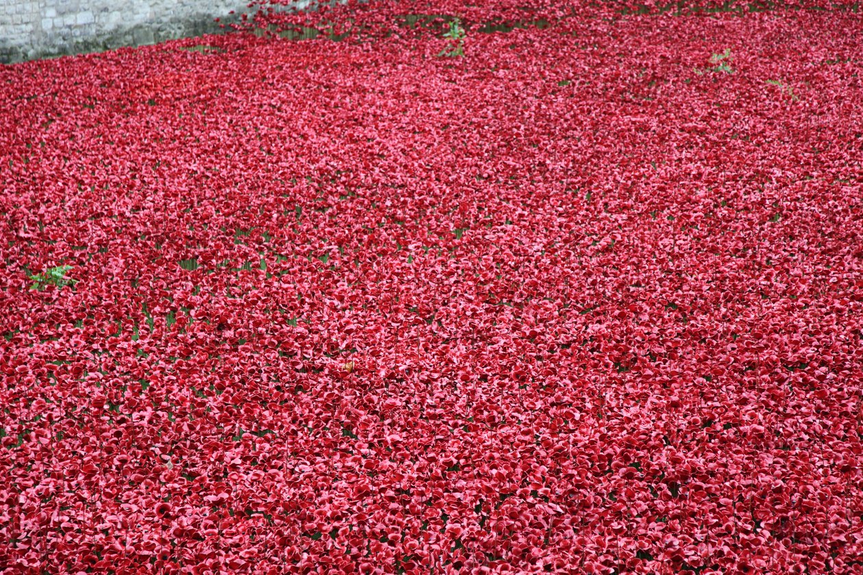 Blood Swept Lands and Seas of Red, Tower of London by Sheldon Marshall