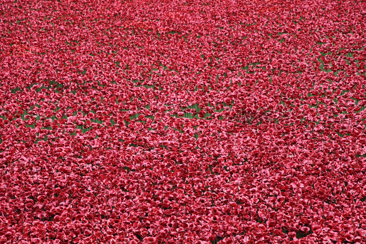 Blood Swept Lands and Seas of Red, Tower of London by Sheldon Marshall