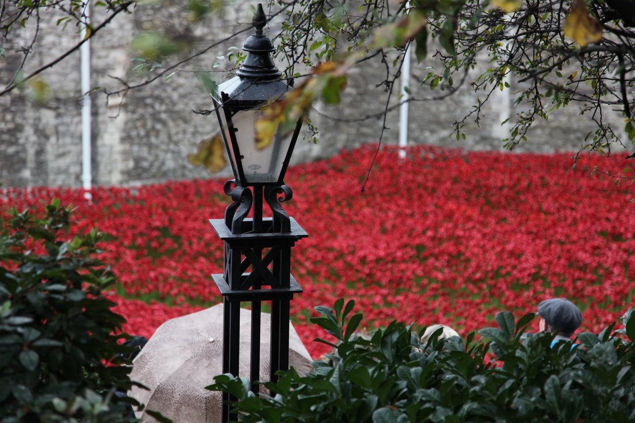 Blood Swept Lands and Seas of Red, Tower of London by Sheldon Marshall