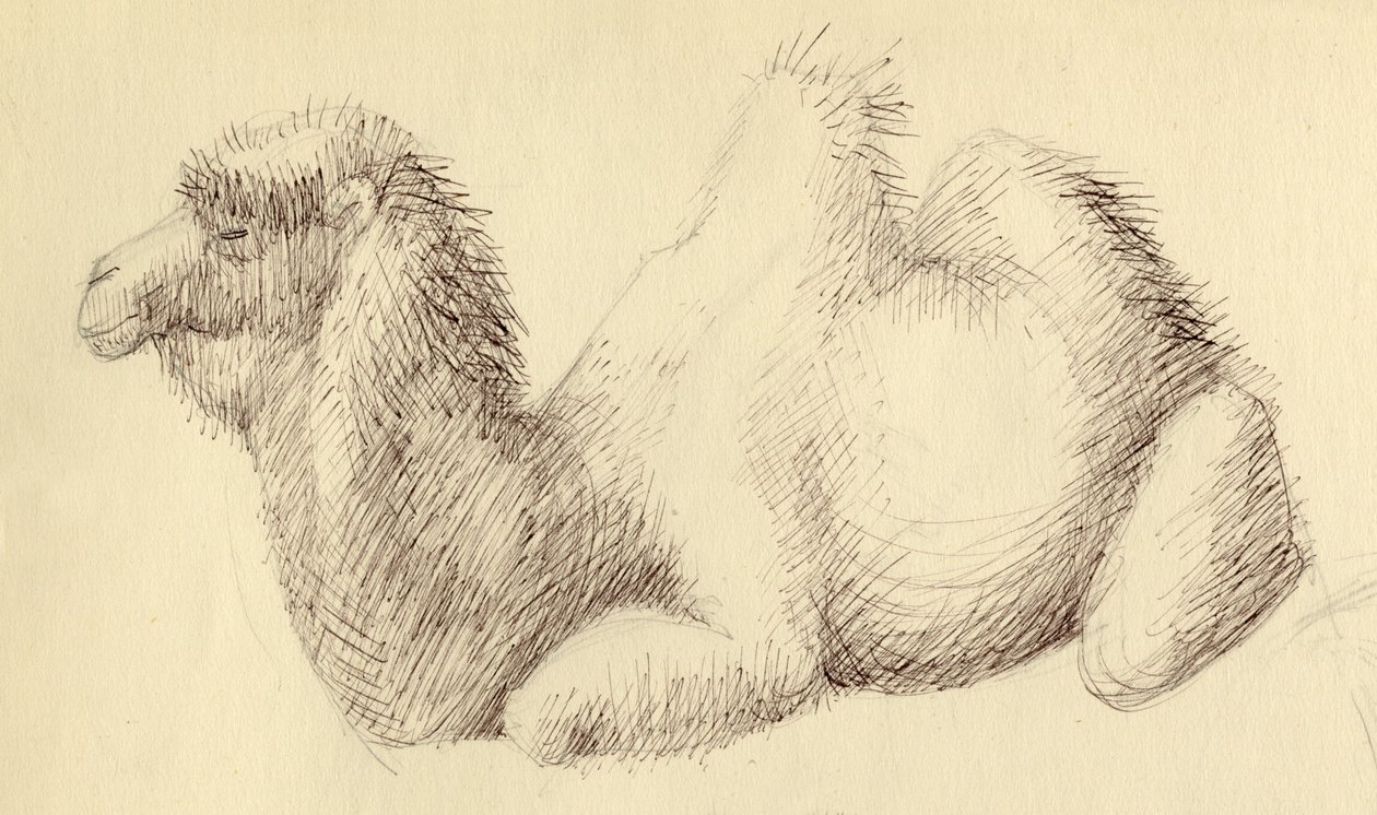 Camel, c1951 by Shirley Markham