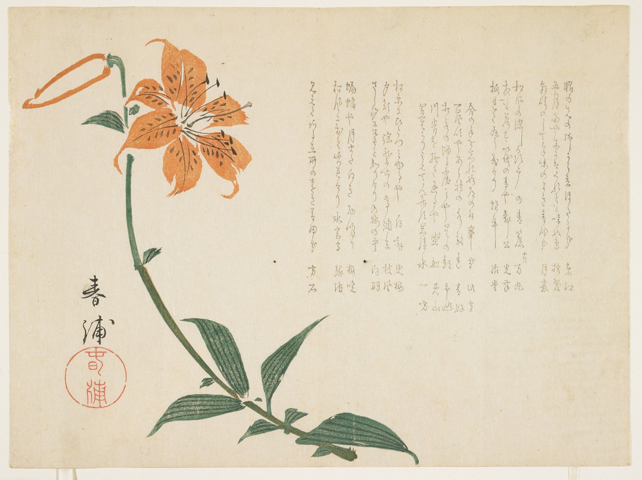 Tiger lily, c.1861-64 by Shumpo