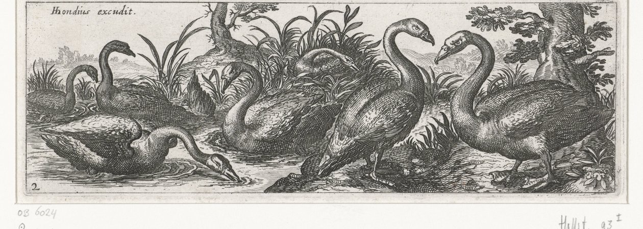 Swans (Birds and Insects) by Simon Frisius