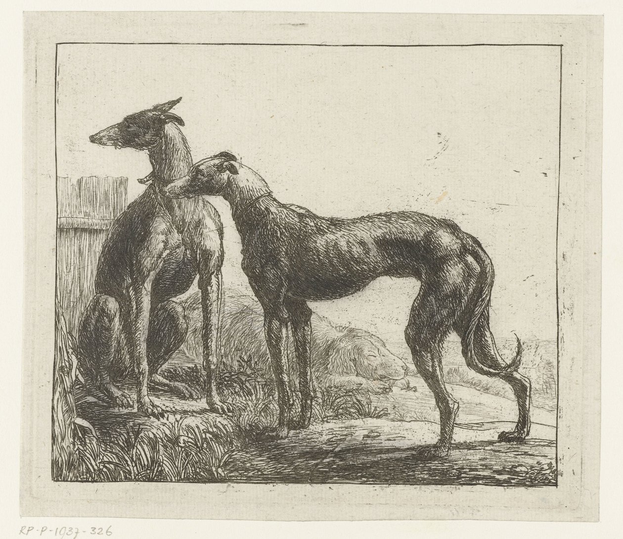 Two Greyhounds (Various Animals) by Simon de Vlieger