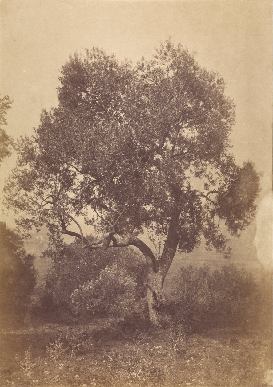 Oak Tree by Sir Coutts Lindsay