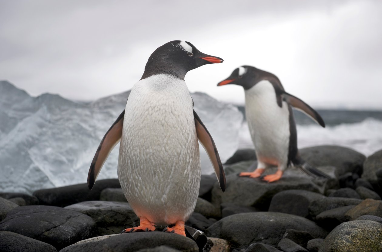 Two gentoo penguins, Pygoscelis papua, on a rocky shore, Antarctica, 2022 by Sisse Brimberg