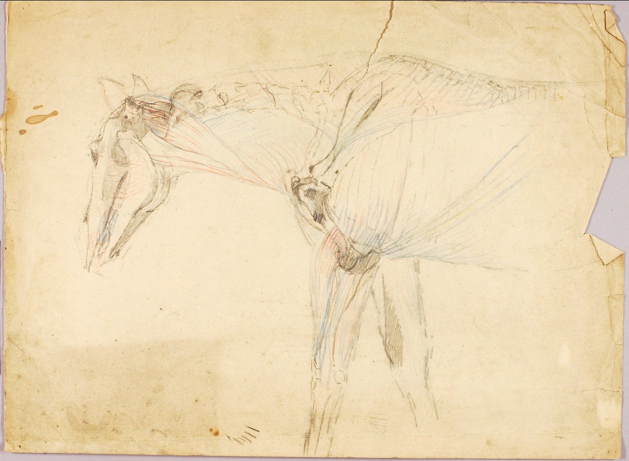 Horse Study by Solon H. Borglum