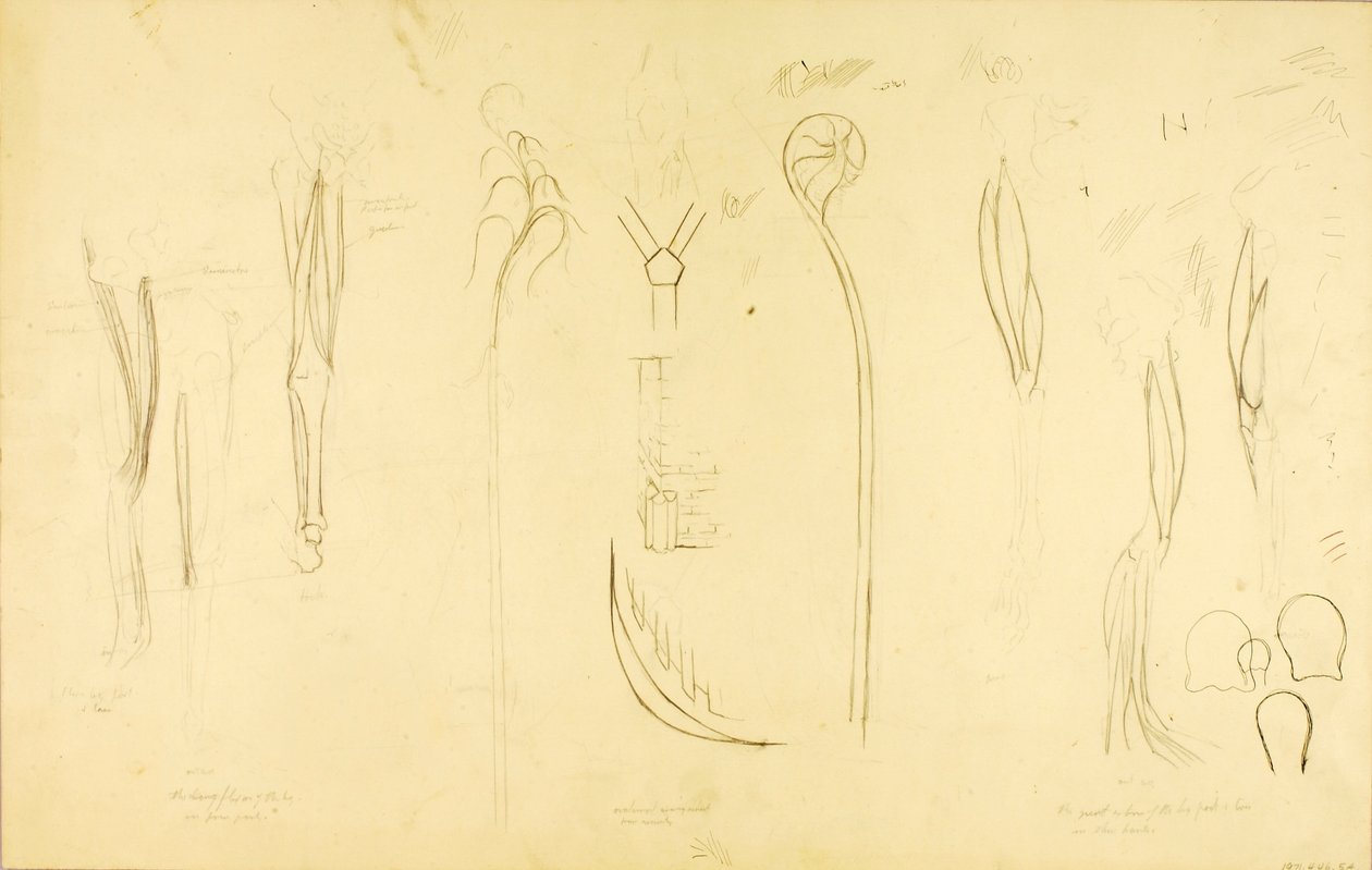 "Sound Construction" study by Solon H. Borglum