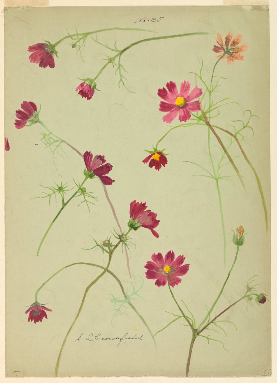 Studies: Cosmos, late 19th century by Sophia L. Crownfield