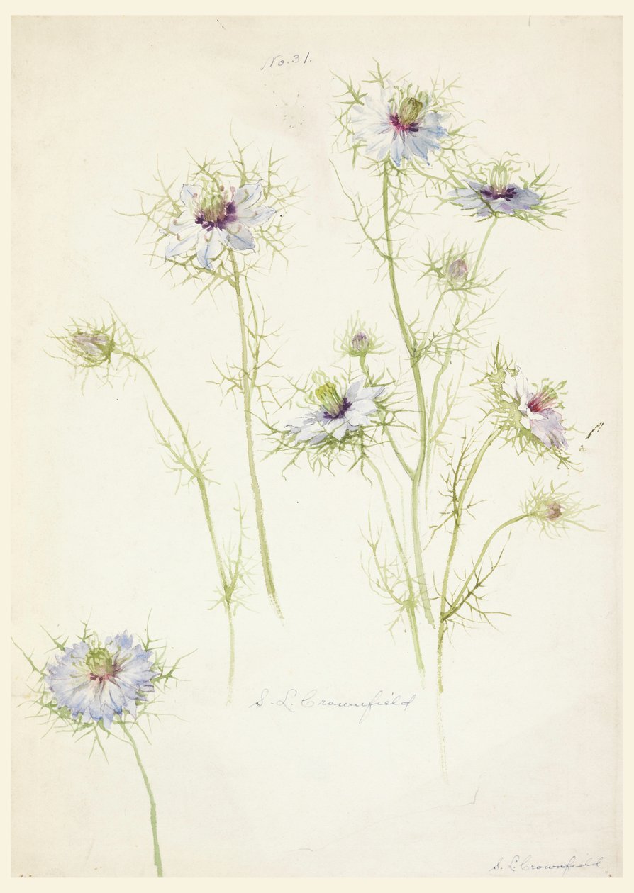 Studies: Love-in-a-mist, late 19th century by Sophia L. Crownfield