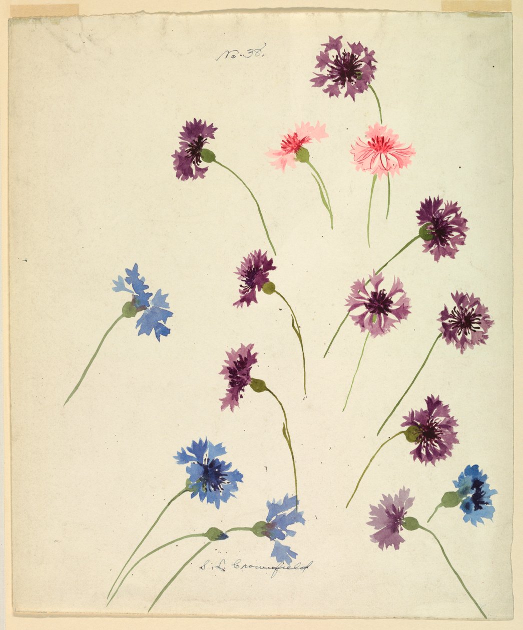 Study: Cornflowers, late 19th century by Sophia L. Crownfield