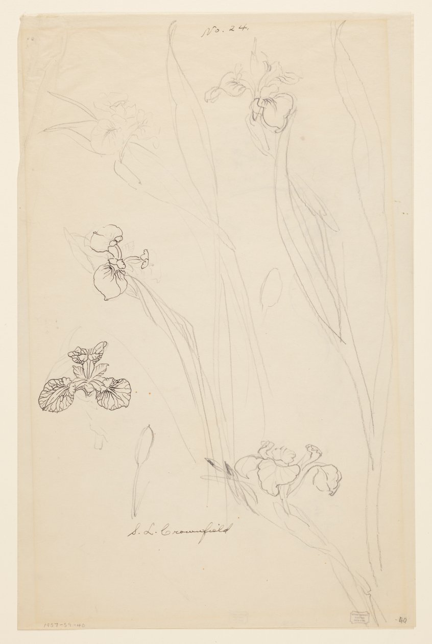 Studies of Irises by Sophia L. Crownfield