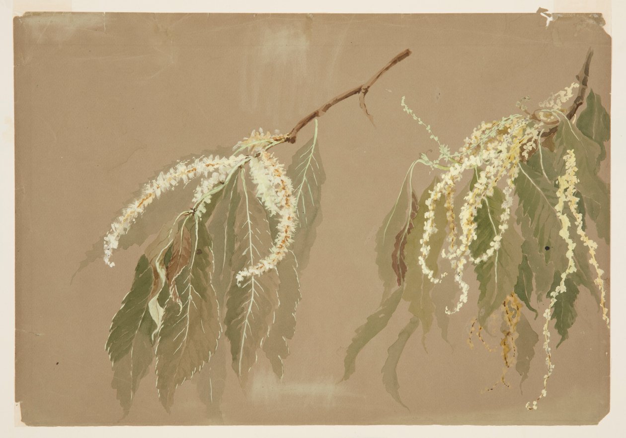 Study of Chestnut Tree Branches by Sophia L. Crownfield