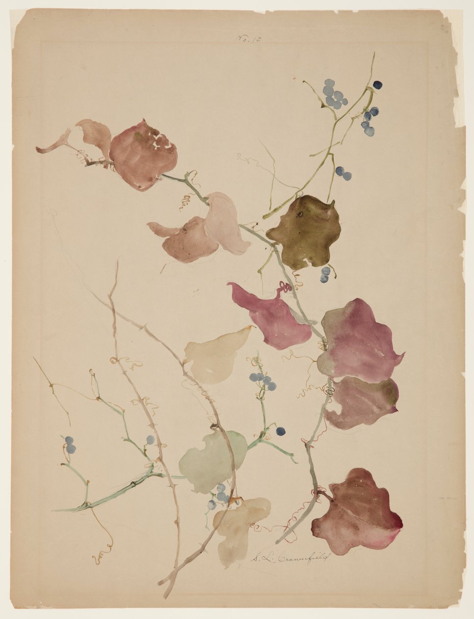 Study of Clematis Vine with Blue Berries by Sophia L. Crownfield