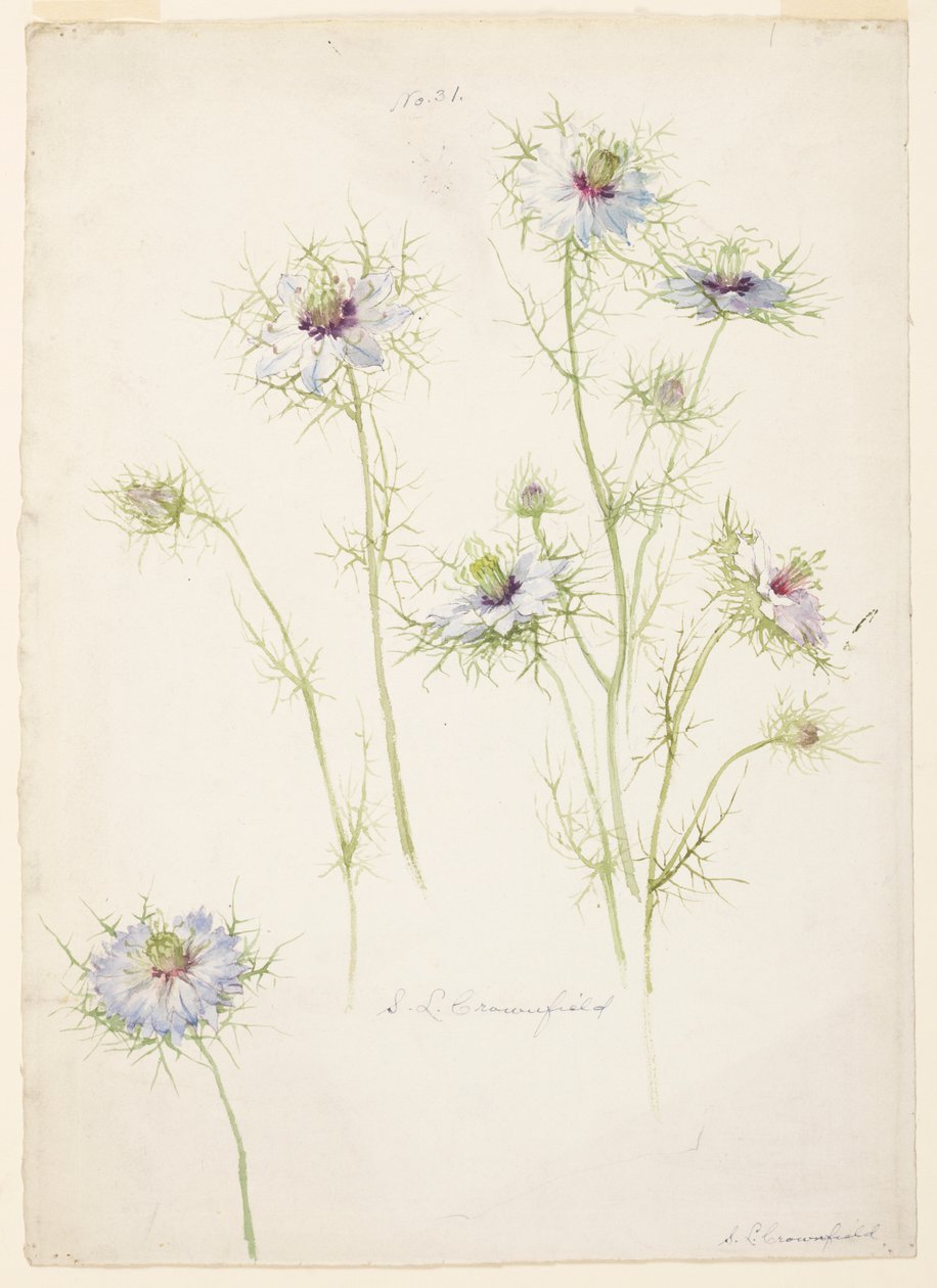 Study of Love-in-a-mist by Sophia L. Crownfield