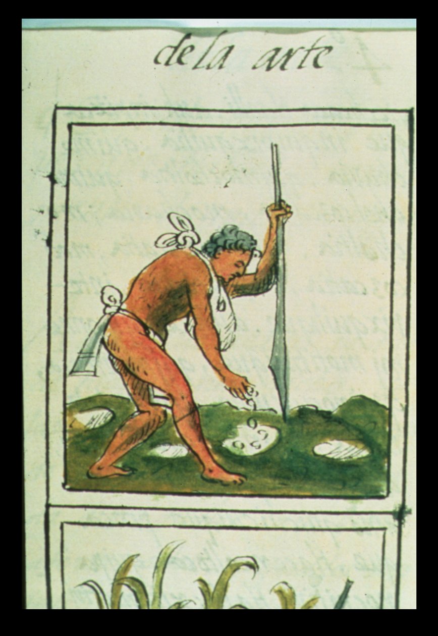 An Aztec man planting maize, from the 