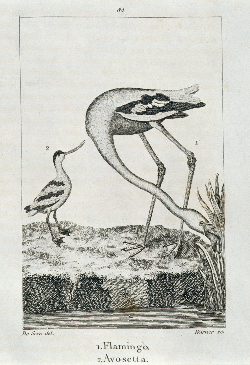 Flamingo and Avosetta, from 
