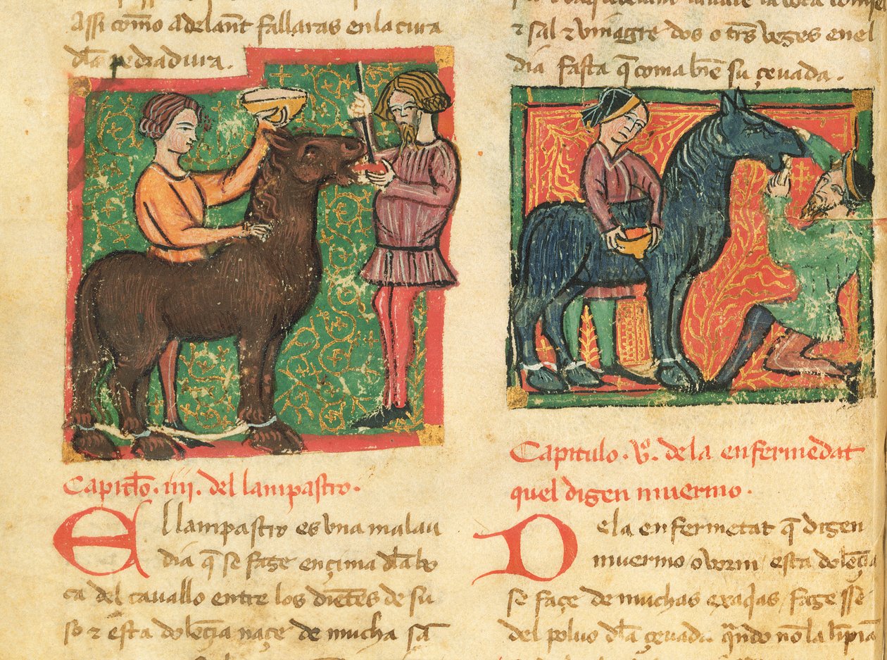 Curing Glossitis in a Horse, from Libro de Menescalcia y Albeyteria by Juan Alvarez by Spanish School