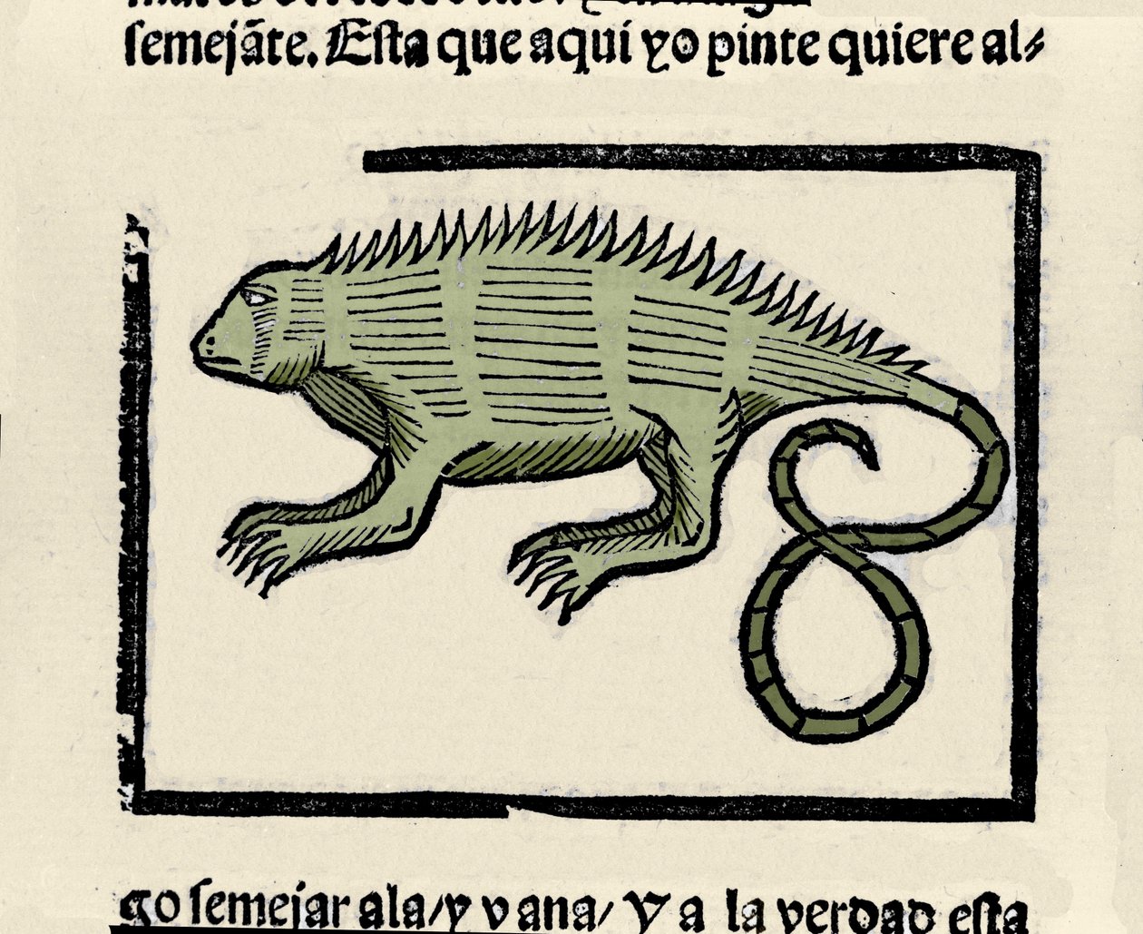 Representation of an iguana. Engraving from the book 